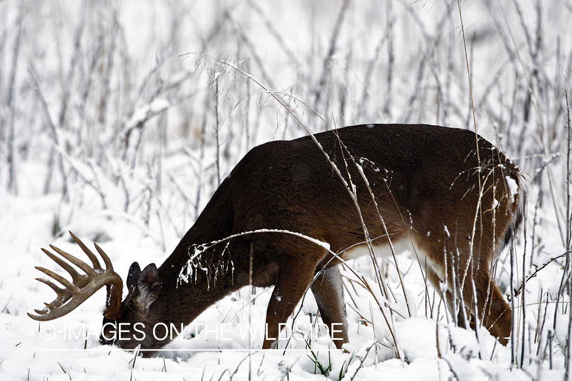 White-tailed deer in winter habitat