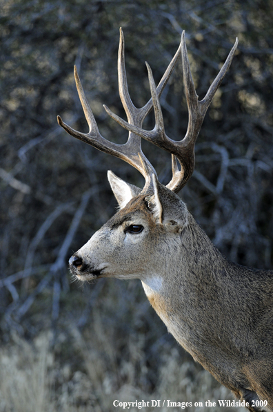 Blacktail buck in habitat.