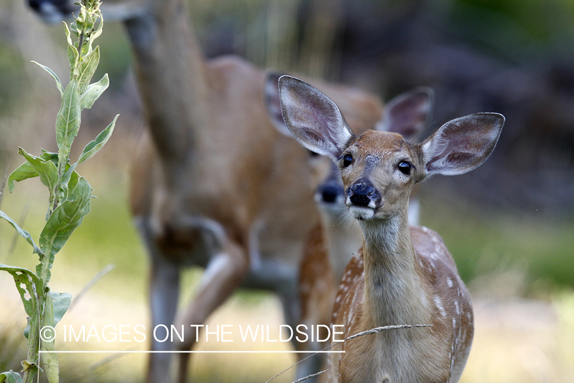 White-tailed fawn in habitat. 