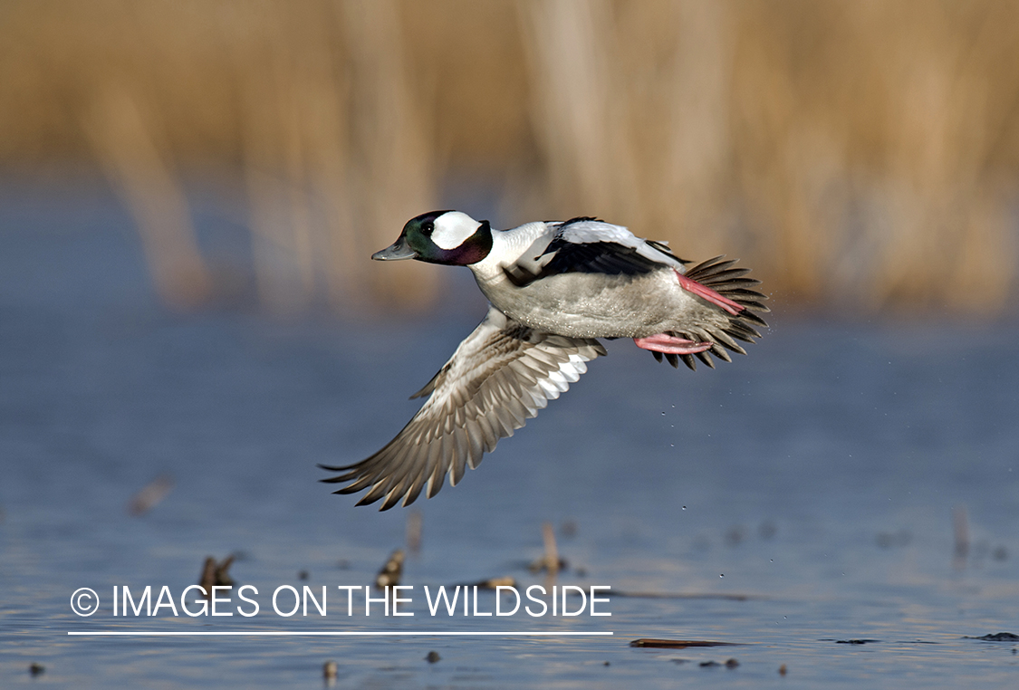 Bufflehead in flight.