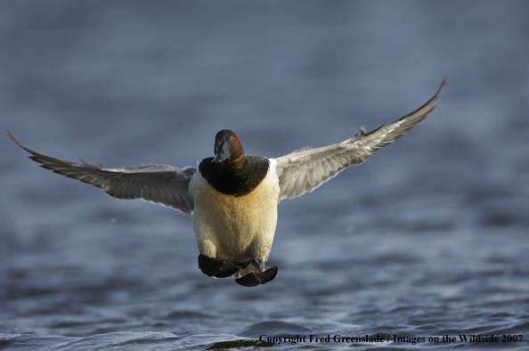 Canvasback in habitat