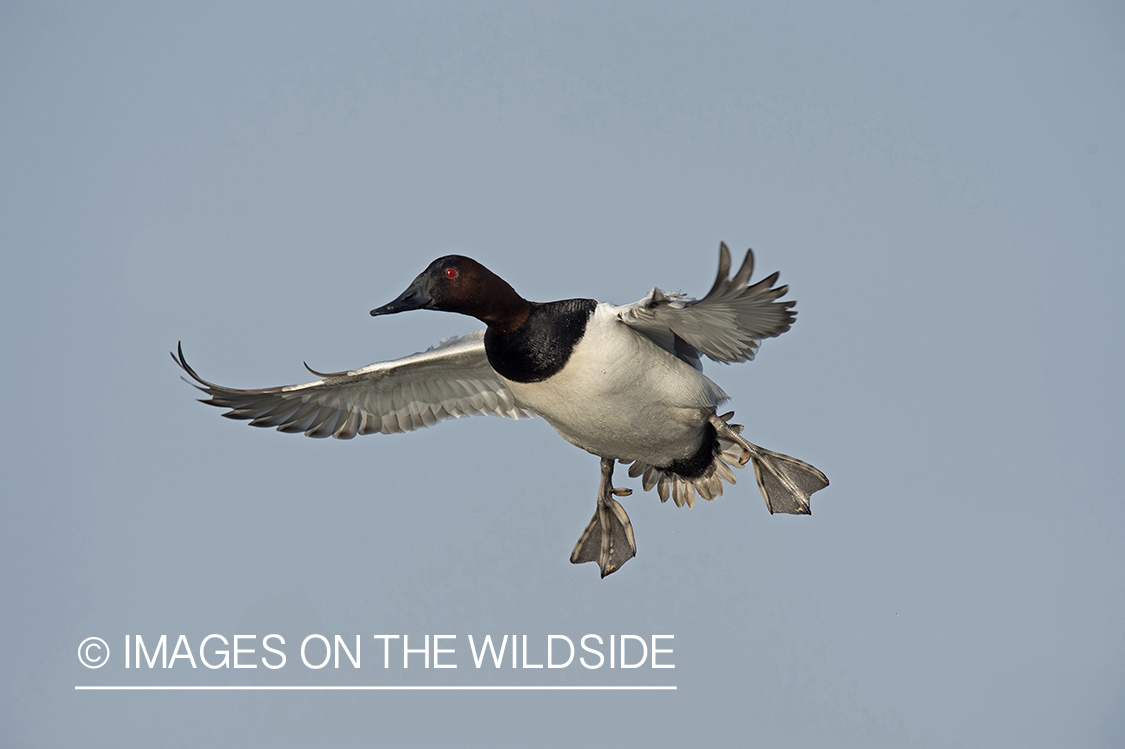 Canvasback in flight.