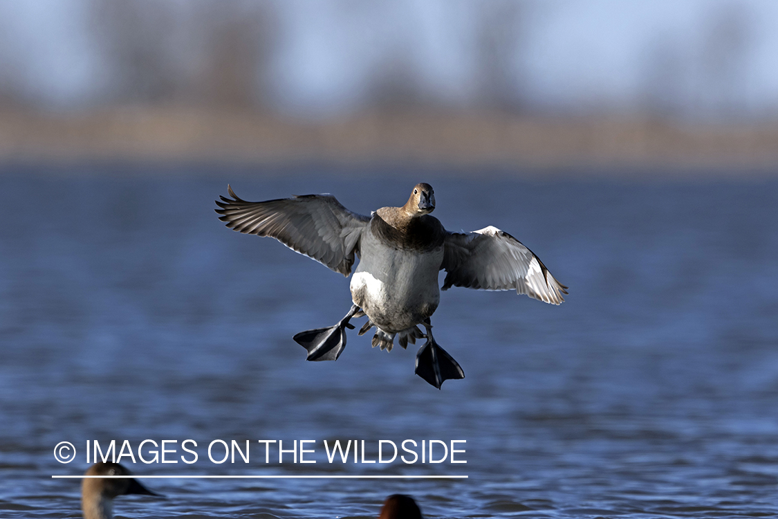 Canvasback hen landing on water.