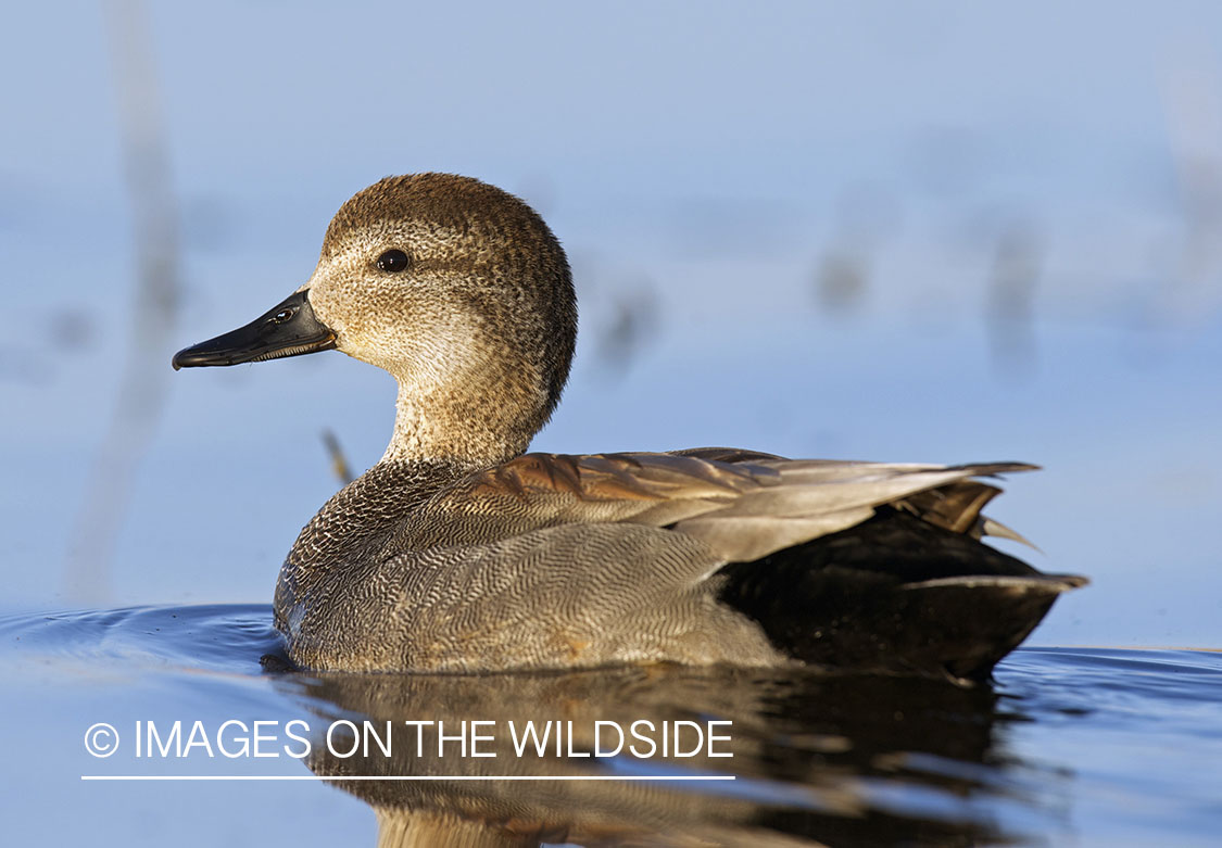 Gadwall duck in habitat.