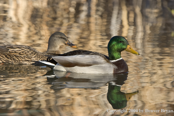 Mallards on pond.