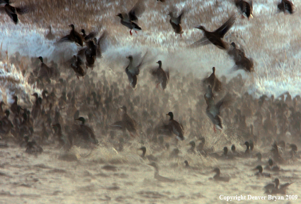 Mallard Ducks/Flock