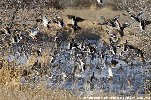 Large flock of mallards in flight. 