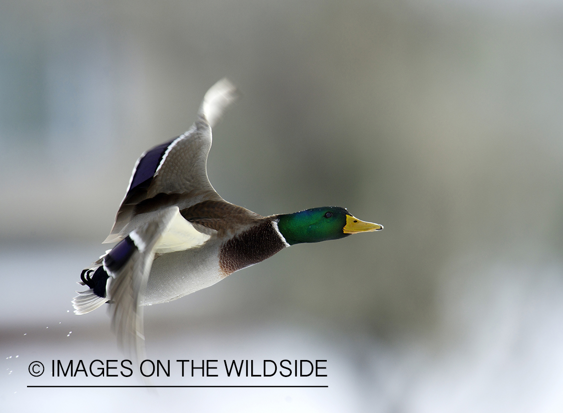 Mallard duck in flight.