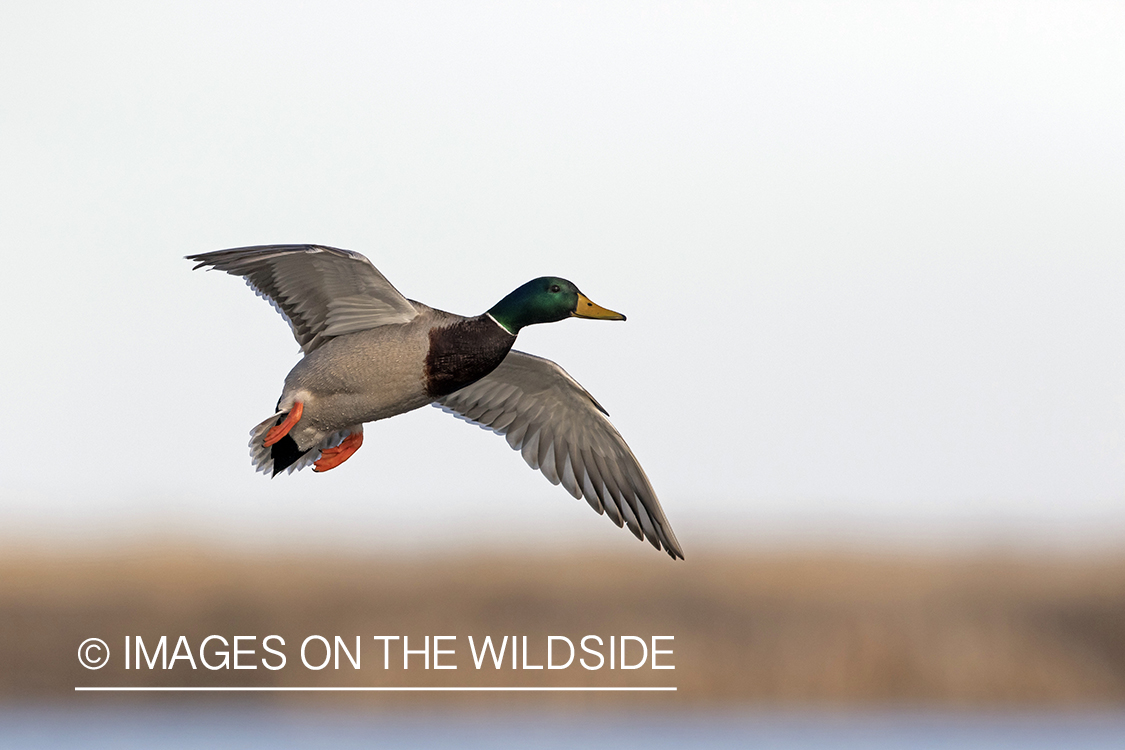 Mallard drake in flight.