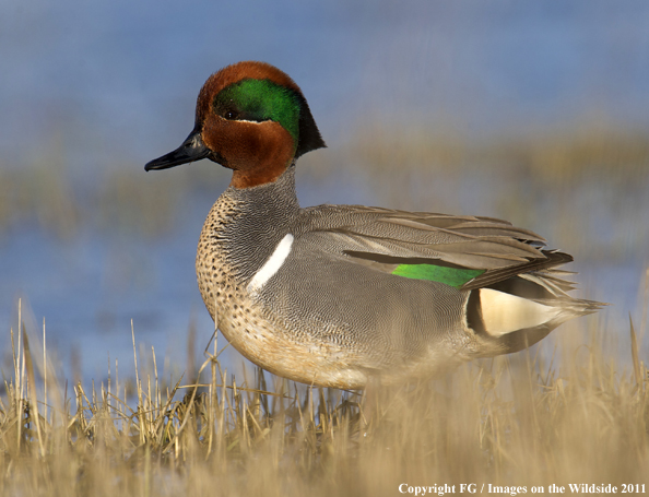 Green-winged Teal in habitat. 