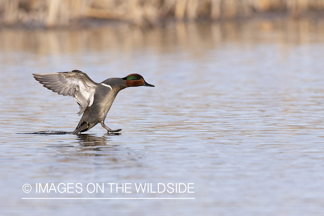 Green-winged Teal in flight.