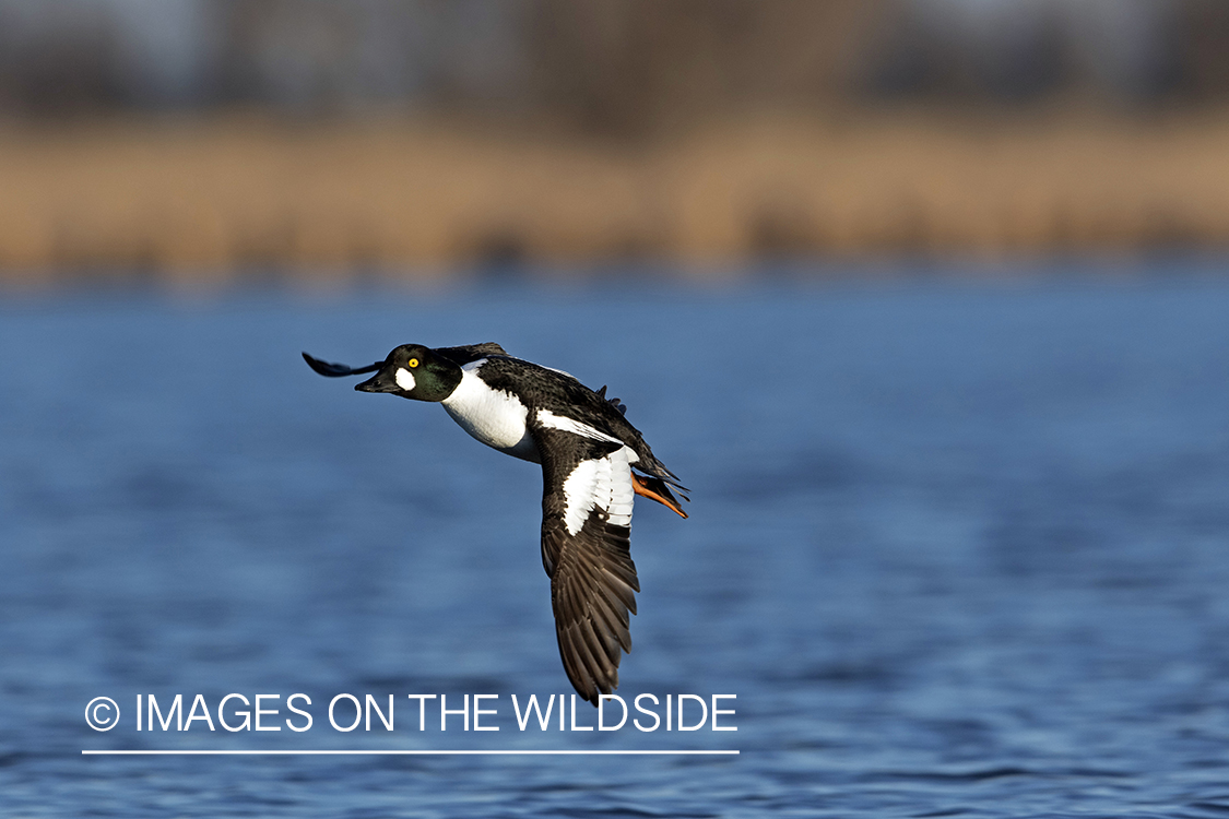 Common Goldeneye in flight over water.