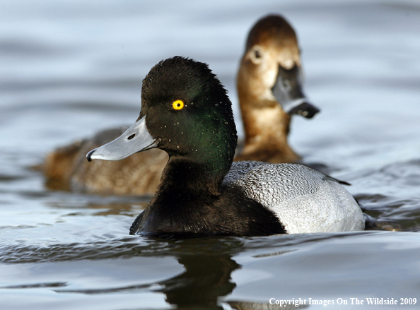 Lesser Scaup Drake and Hen