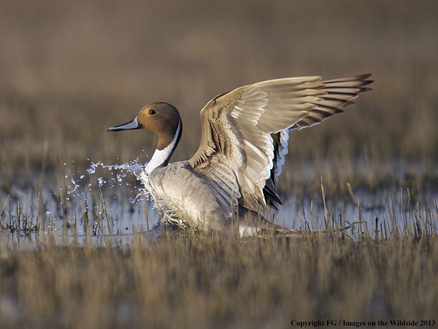 Pintail landing on water.
