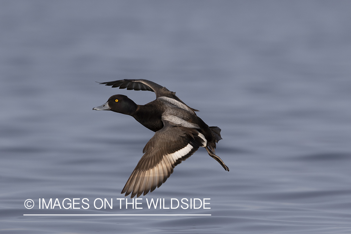 Greater Scaup in flight.