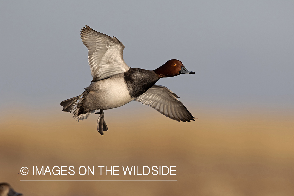 Redhead duck in flight.