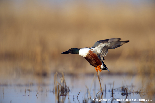 Shoveler drake landing