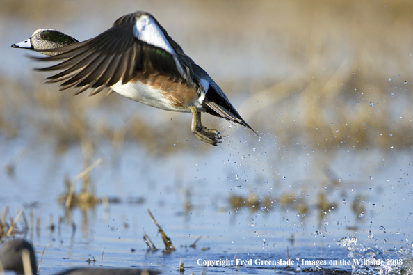 Wigeon duck in flight