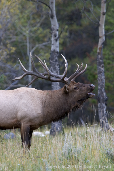 Rocky Mountain bull elk bugling.