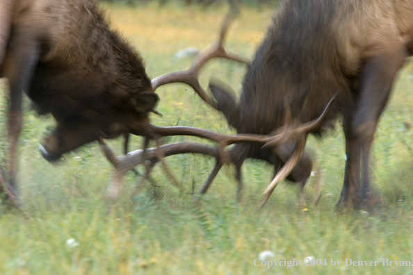 Rocky Mountain bull elk fighting.