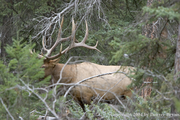 Rocky Mountain bull elk in habitat.