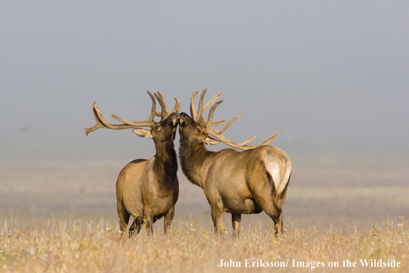 Bull elk in velvet.