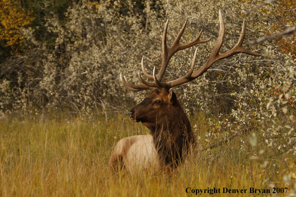 Rocky Mountain Elk bedded down