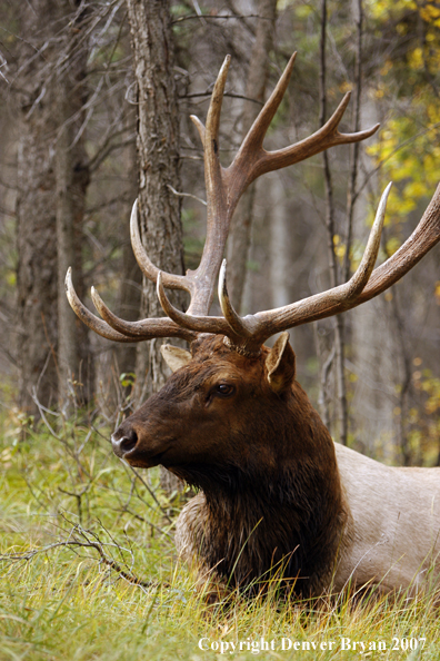 Rocky Mountain Elk bedded down