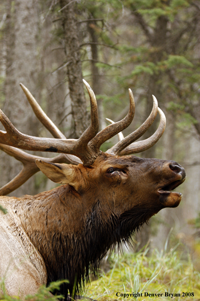 Rocky Mountain Elk 