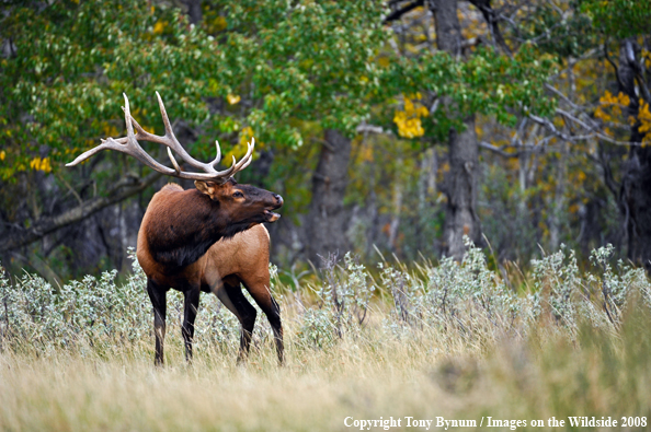 Bull Elk in field