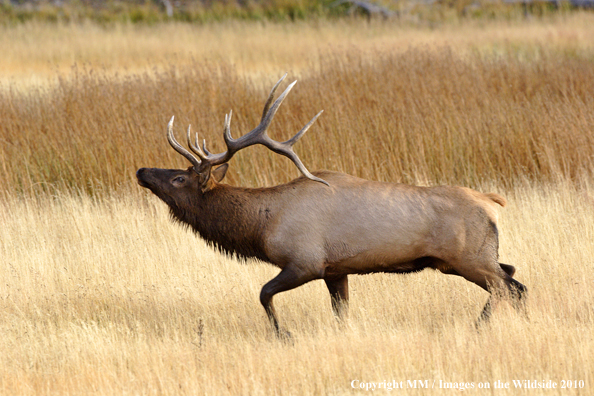 Rocky Mountain Bull Elk