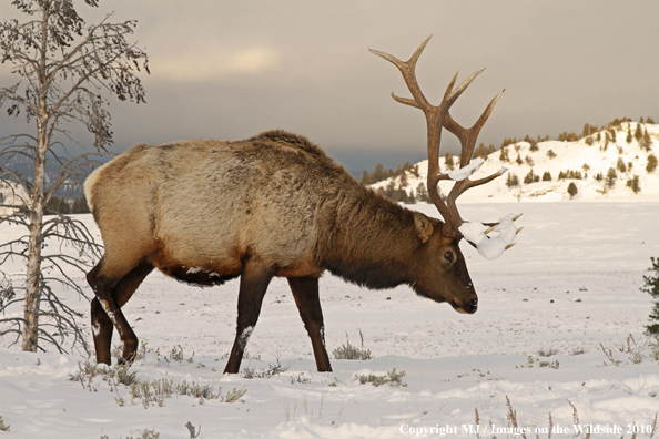 Rocky Mountain Bull Elk in habitat. 