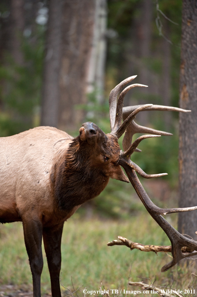 Bull elk in forest. 