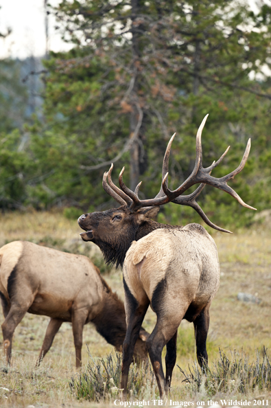 Rocky Mountain bull elk bugling. 