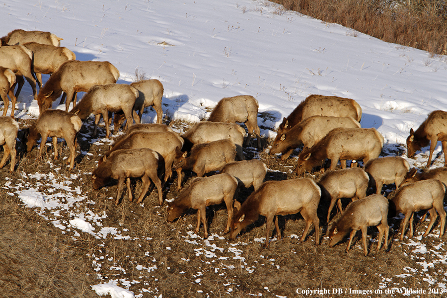 Elk in winter near urban area.