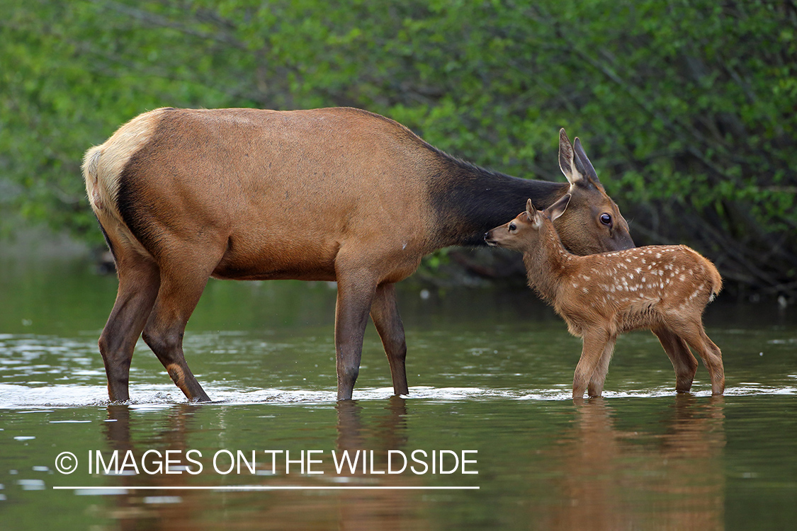 Rocky Mountain Elk with calf in habitat.