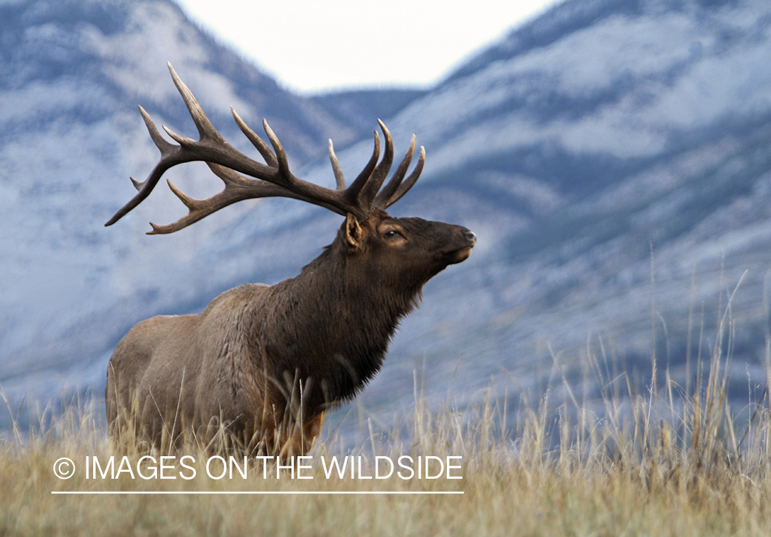 Rocky Mountain Bull Elk during the rut.