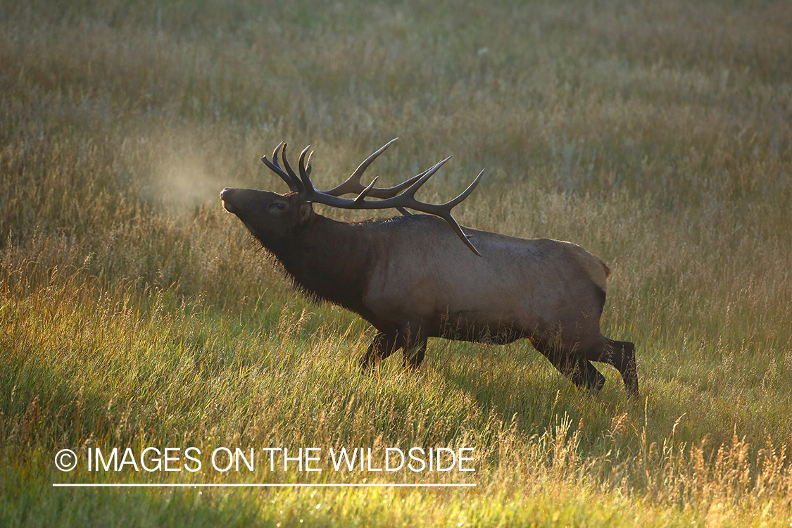 Rocky Mountain Bull Elk in habitat.