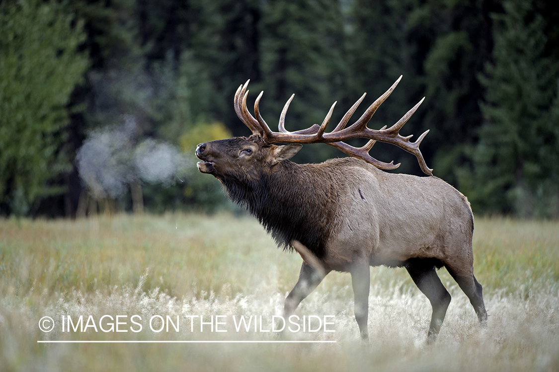 Bull elk bugling.