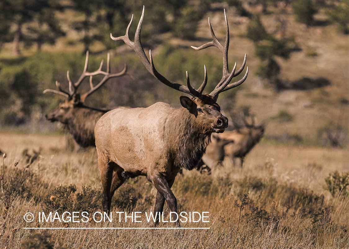 Bull elk in field.