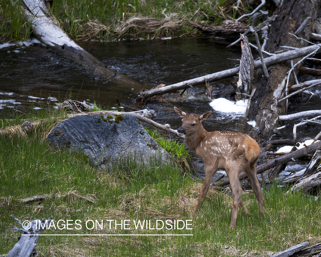 Newborn calf in habitat.