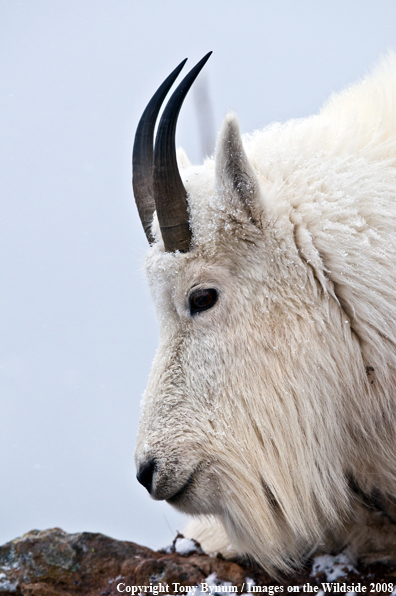 Billy Mountain Goat