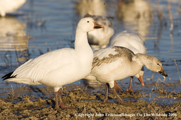 Snow geese in habitat.