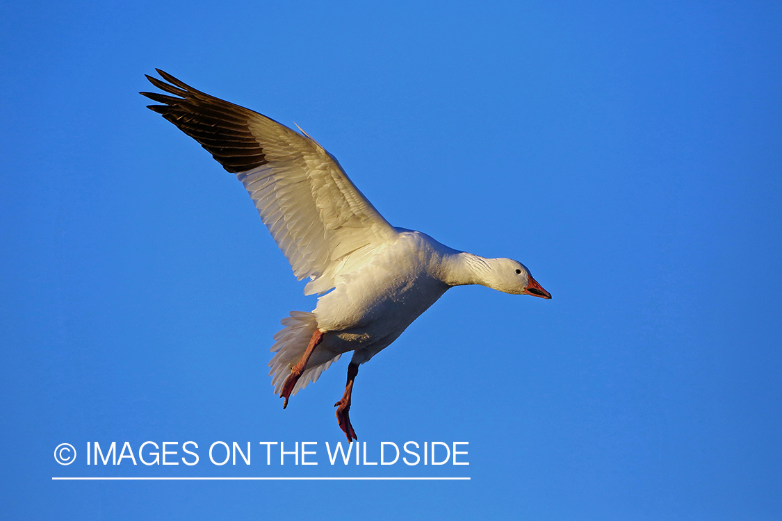 Snow goose in flight.