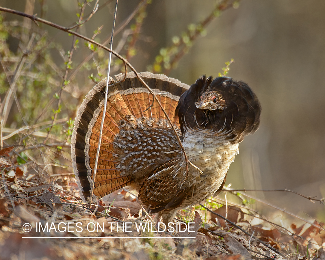 Ruffed Grouse.