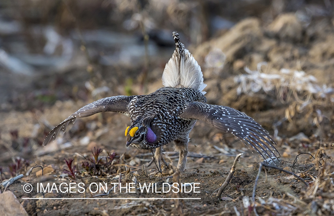 Sharp-tailed Grouse on leks in spring.