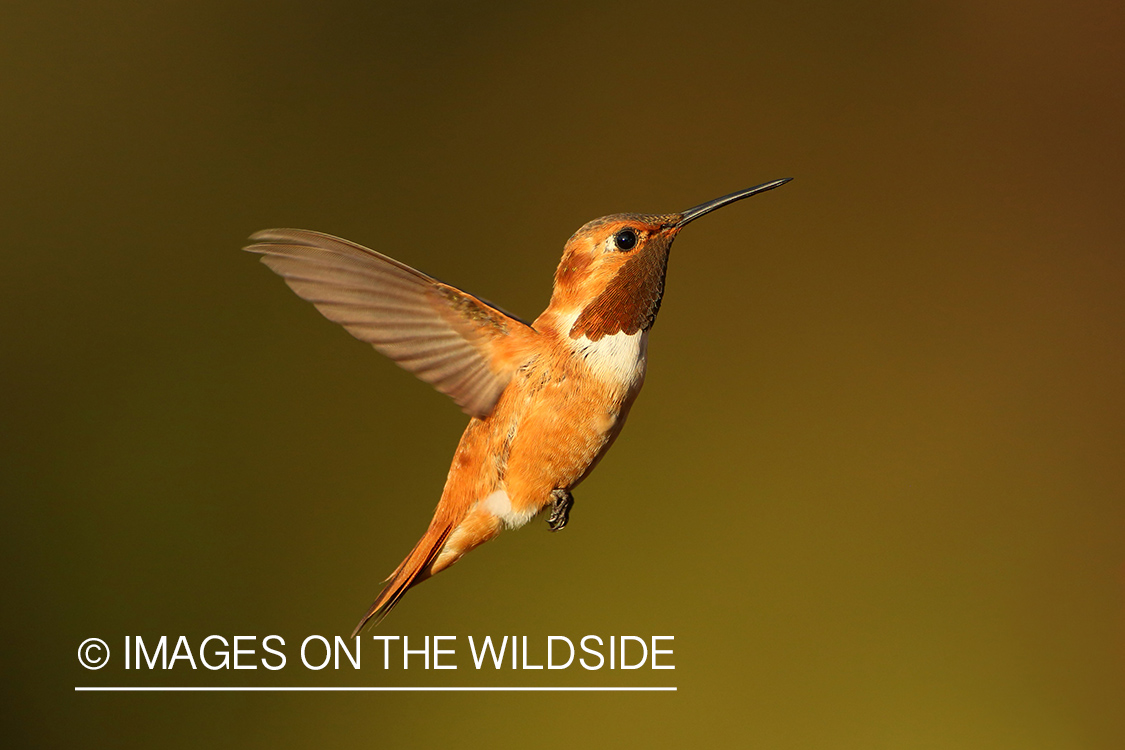 Rufous hummingbird in habitat.