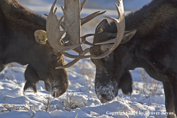 Shiras bull moose battling in habitat.