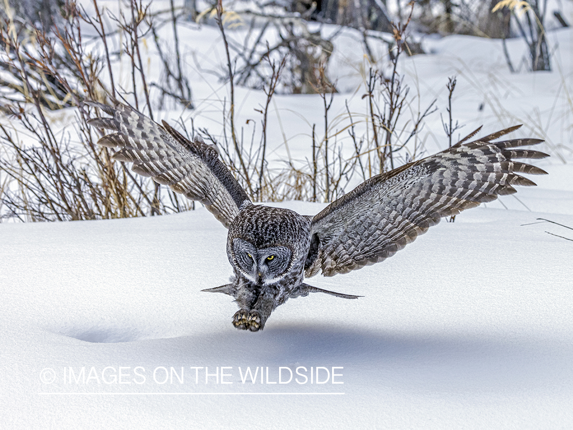 Great Grey Owl in habitat.