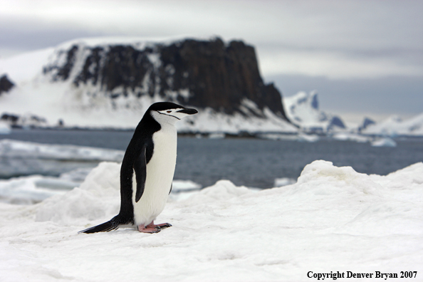 Chinstrap penguin in habitat